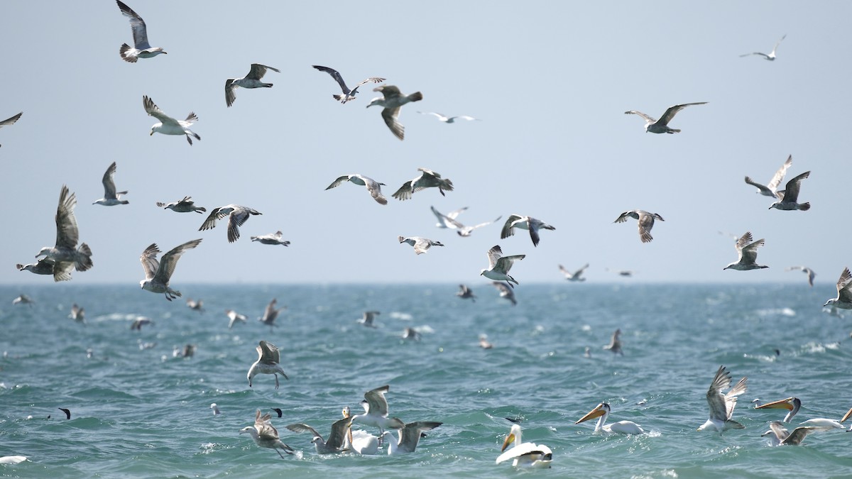 Ring-billed Gull - Sunil Thirkannad