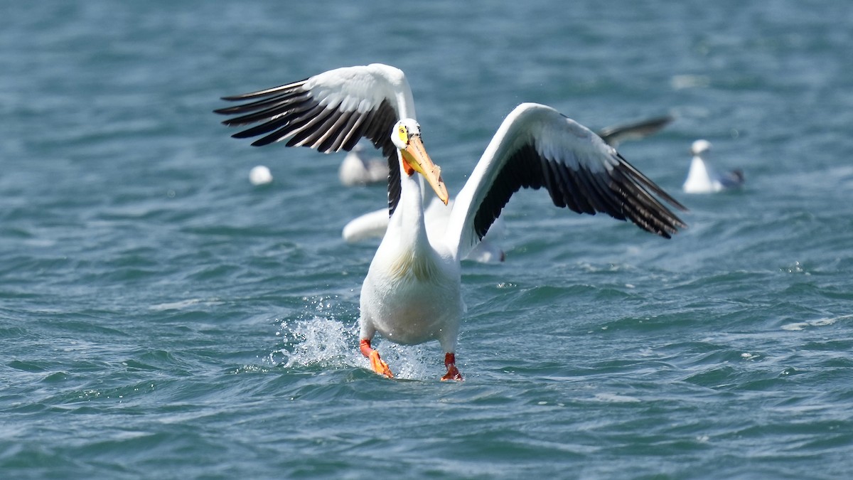 American White Pelican - Sunil Thirkannad