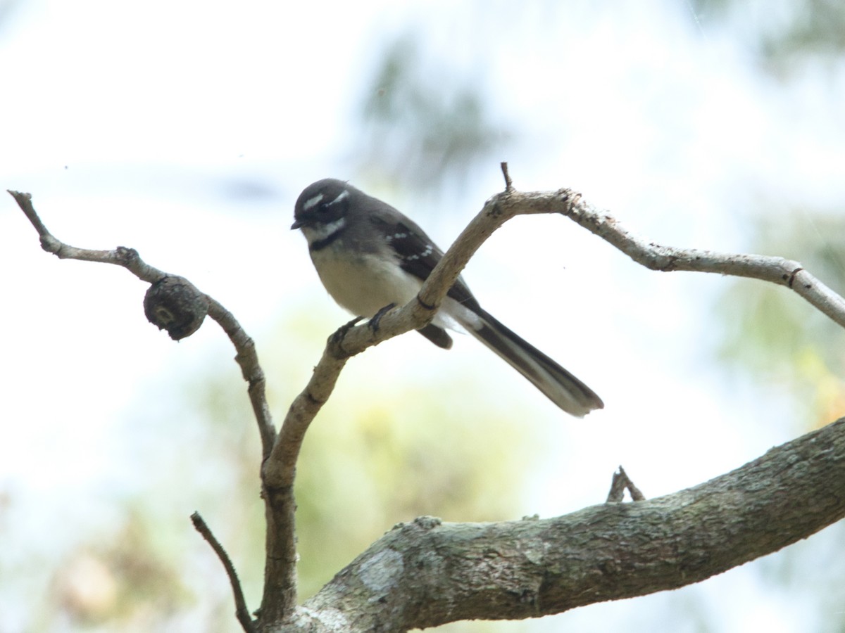 Gray Fantail - Helen Leonard