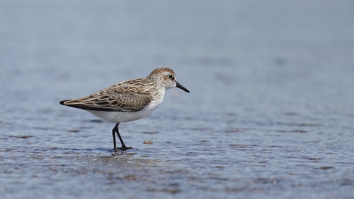 Semipalmated Sandpiper - Sunil Thirkannad