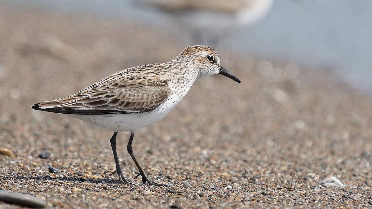 Semipalmated Sandpiper - Sunil Thirkannad