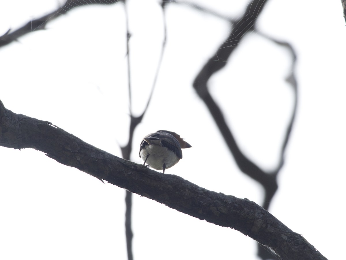 Leaden Flycatcher - Helen Leonard