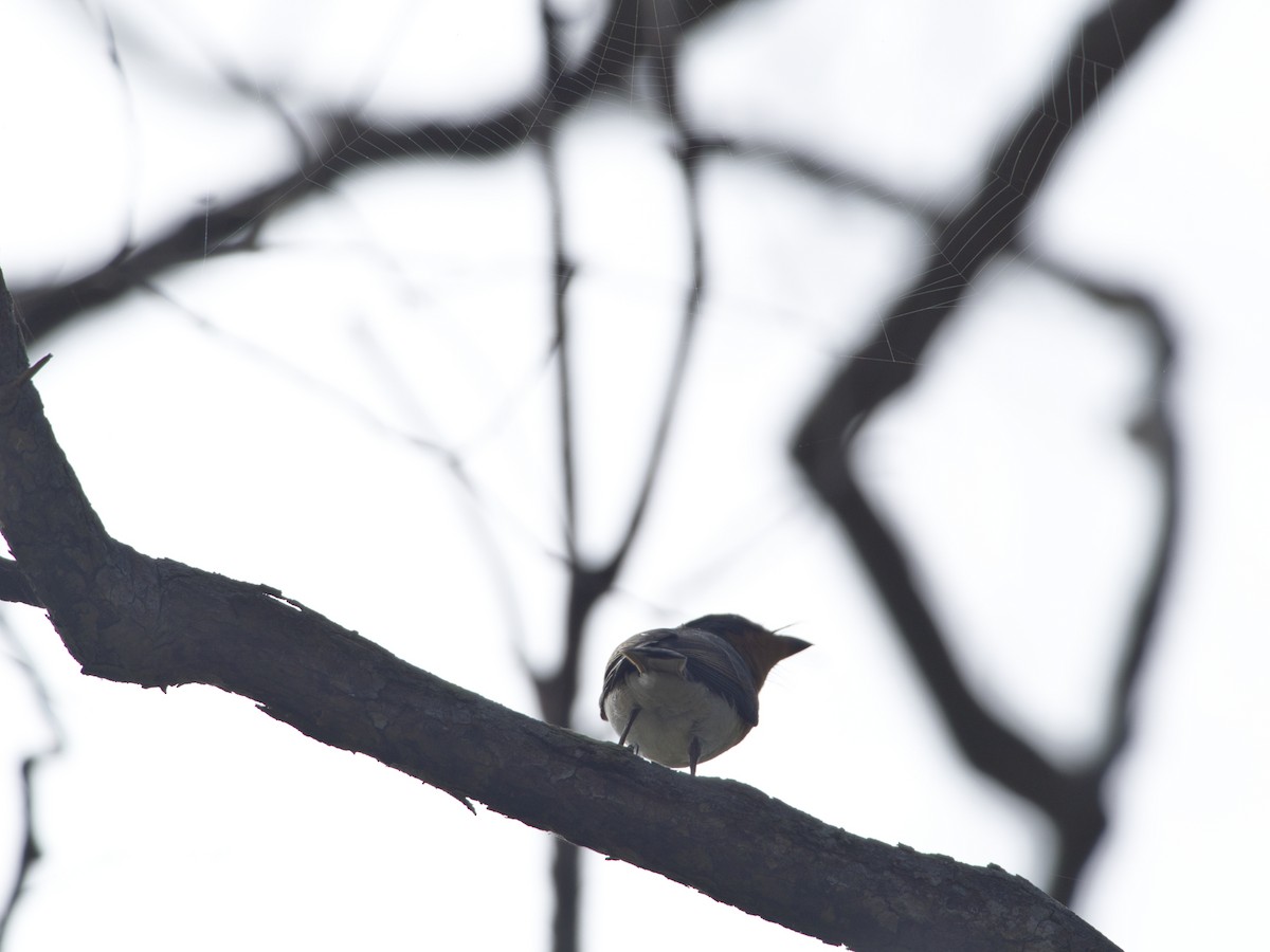 Leaden Flycatcher - Helen Leonard