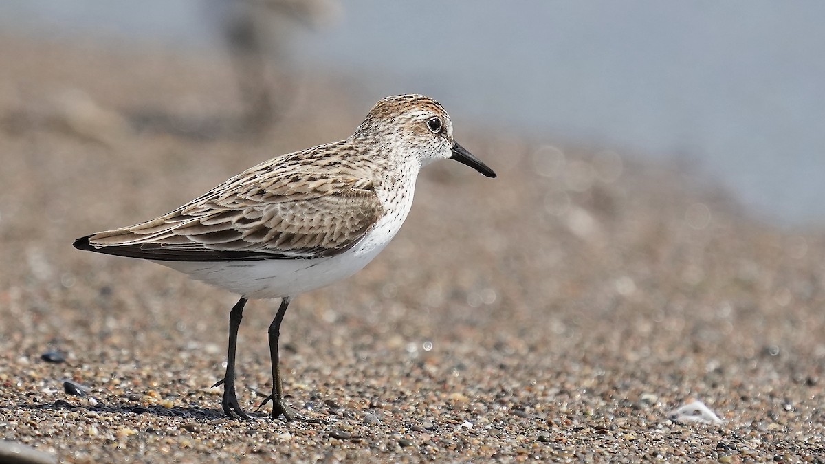 Semipalmated Sandpiper - Sunil Thirkannad