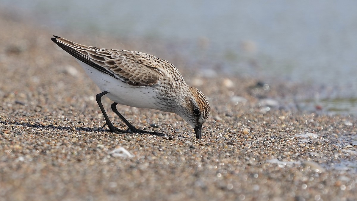 Semipalmated Sandpiper - Sunil Thirkannad