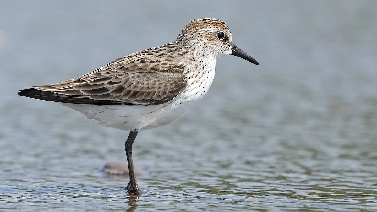 Semipalmated Sandpiper - Sunil Thirkannad