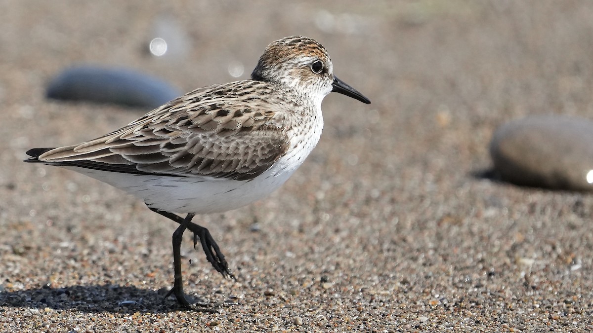 Semipalmated Sandpiper - Sunil Thirkannad