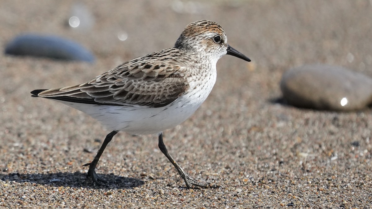 Semipalmated Sandpiper - Sunil Thirkannad