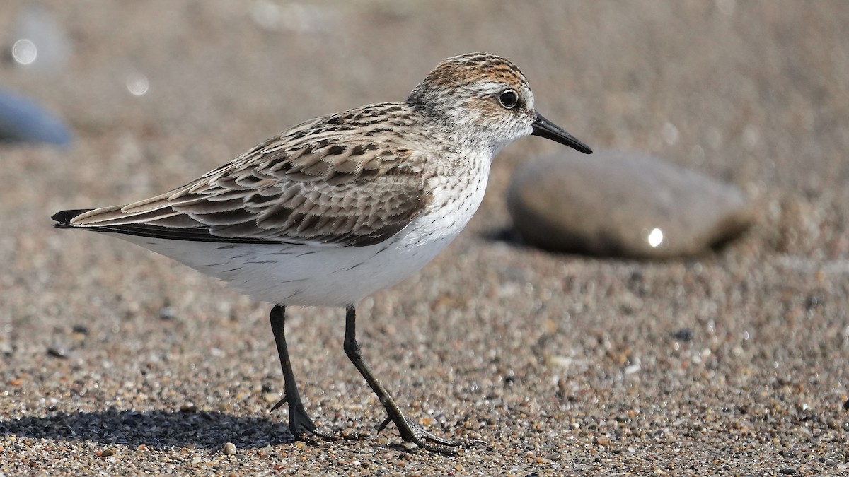 Semipalmated Sandpiper - Sunil Thirkannad