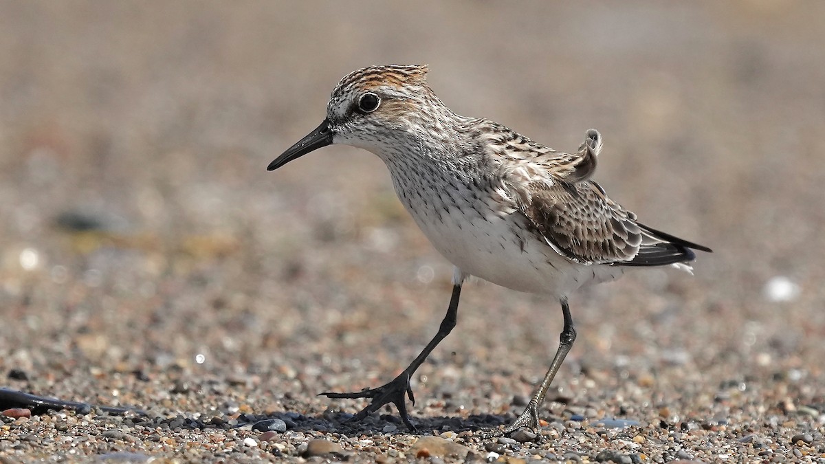 Semipalmated Sandpiper - Sunil Thirkannad