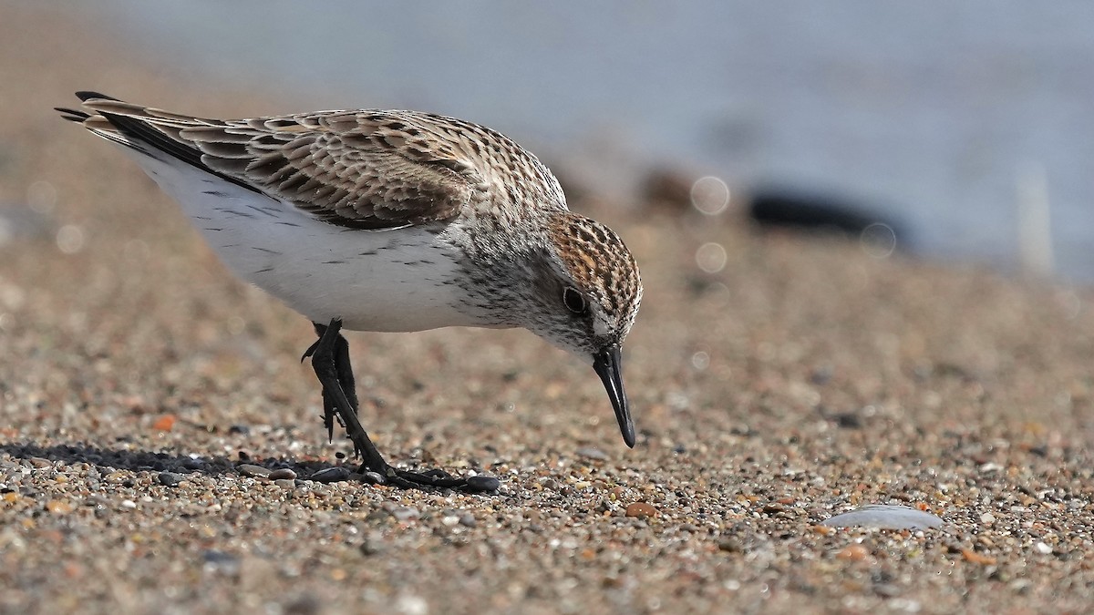 Semipalmated Sandpiper - Sunil Thirkannad