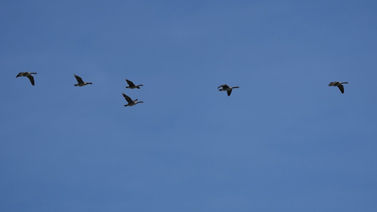 Canada Goose - Sunil Thirkannad