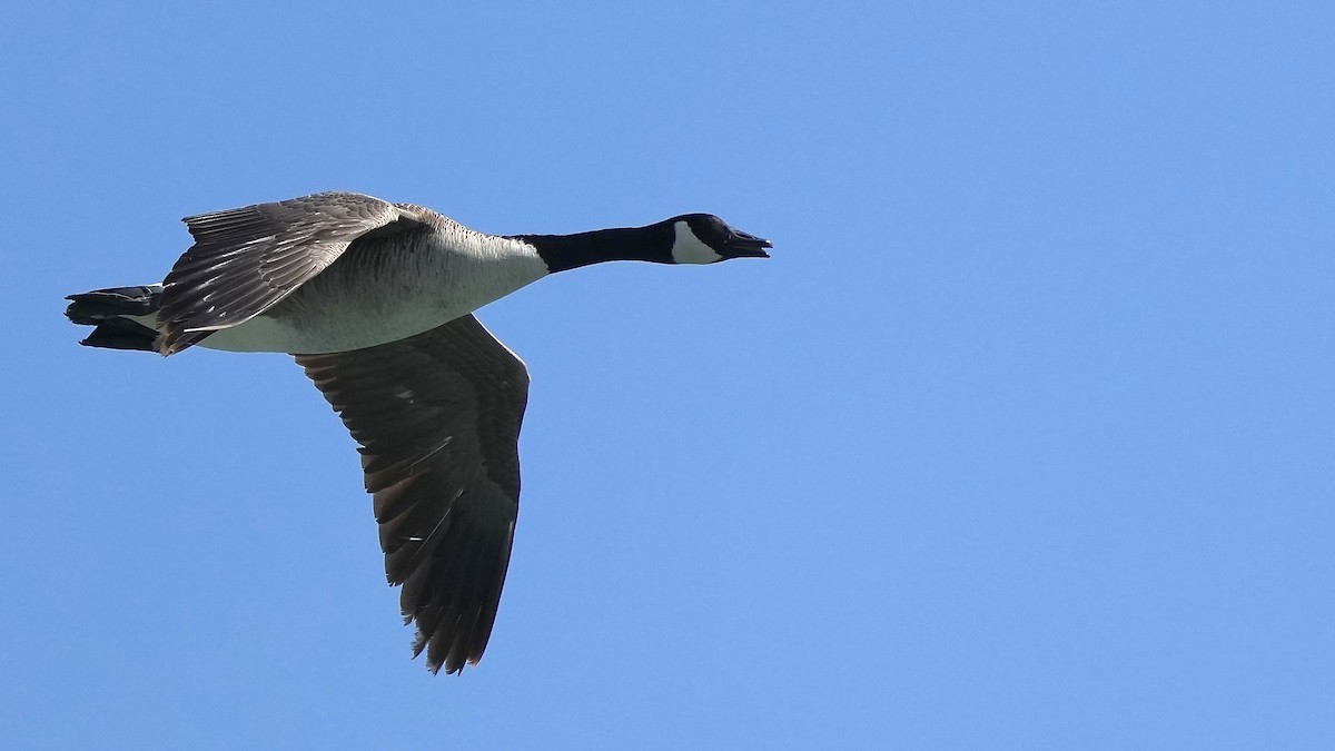 Canada Goose - Sunil Thirkannad