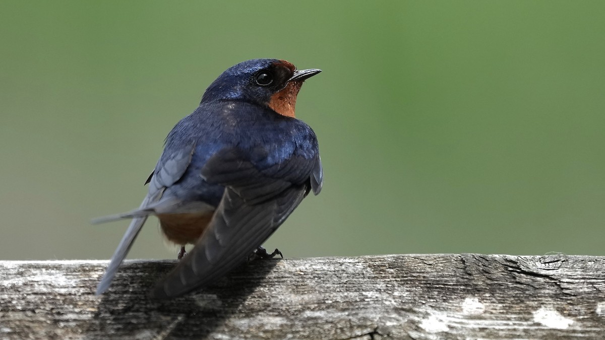 Barn Swallow - Sunil Thirkannad