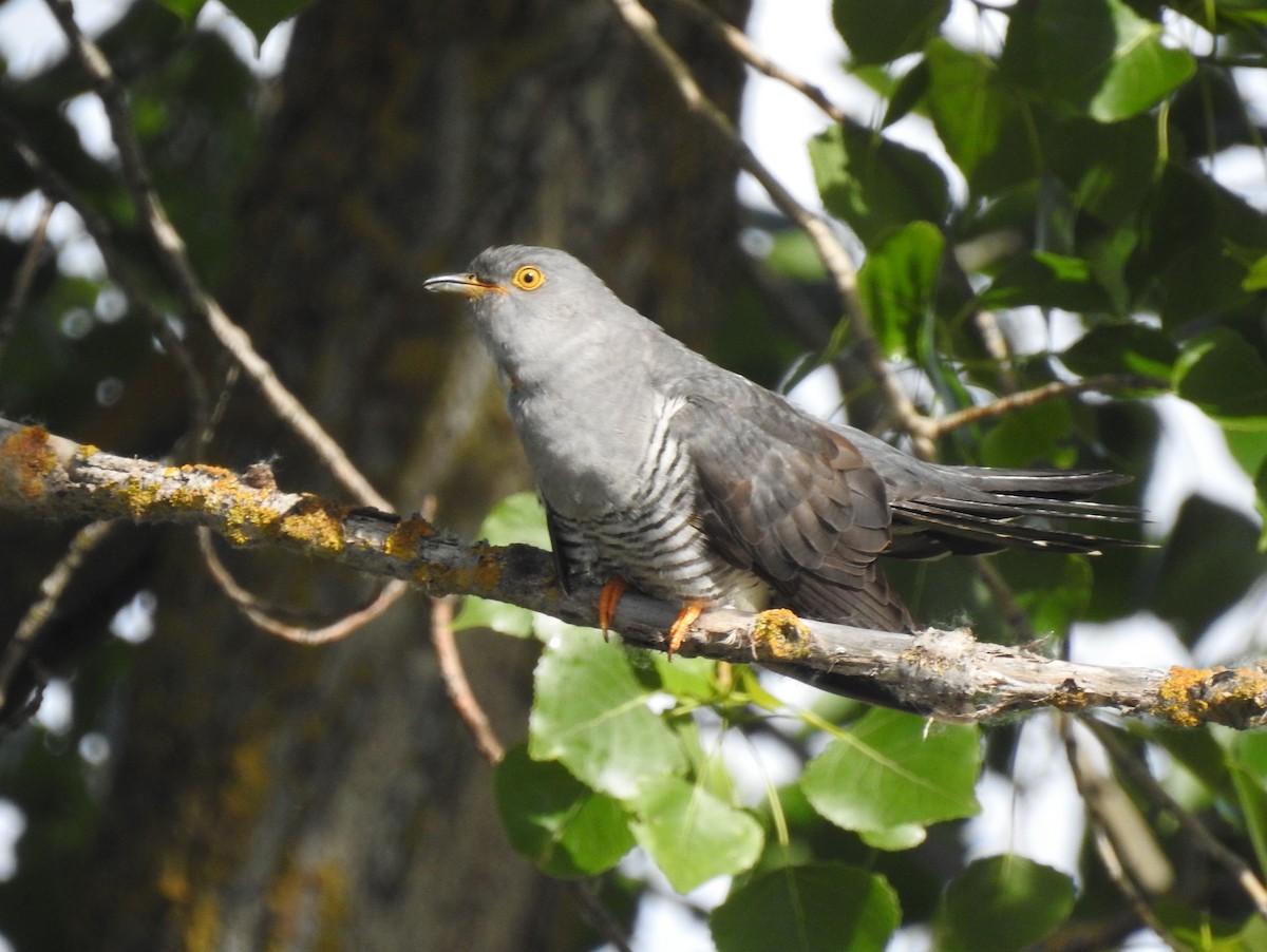 Common Cuckoo - Andrés Alfaro