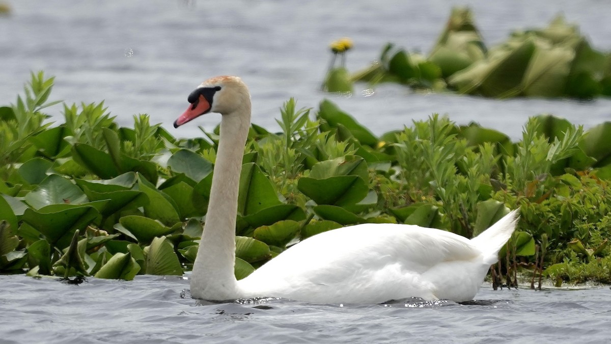 Mute Swan - Sunil Thirkannad