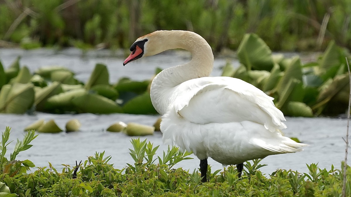 Mute Swan - Sunil Thirkannad