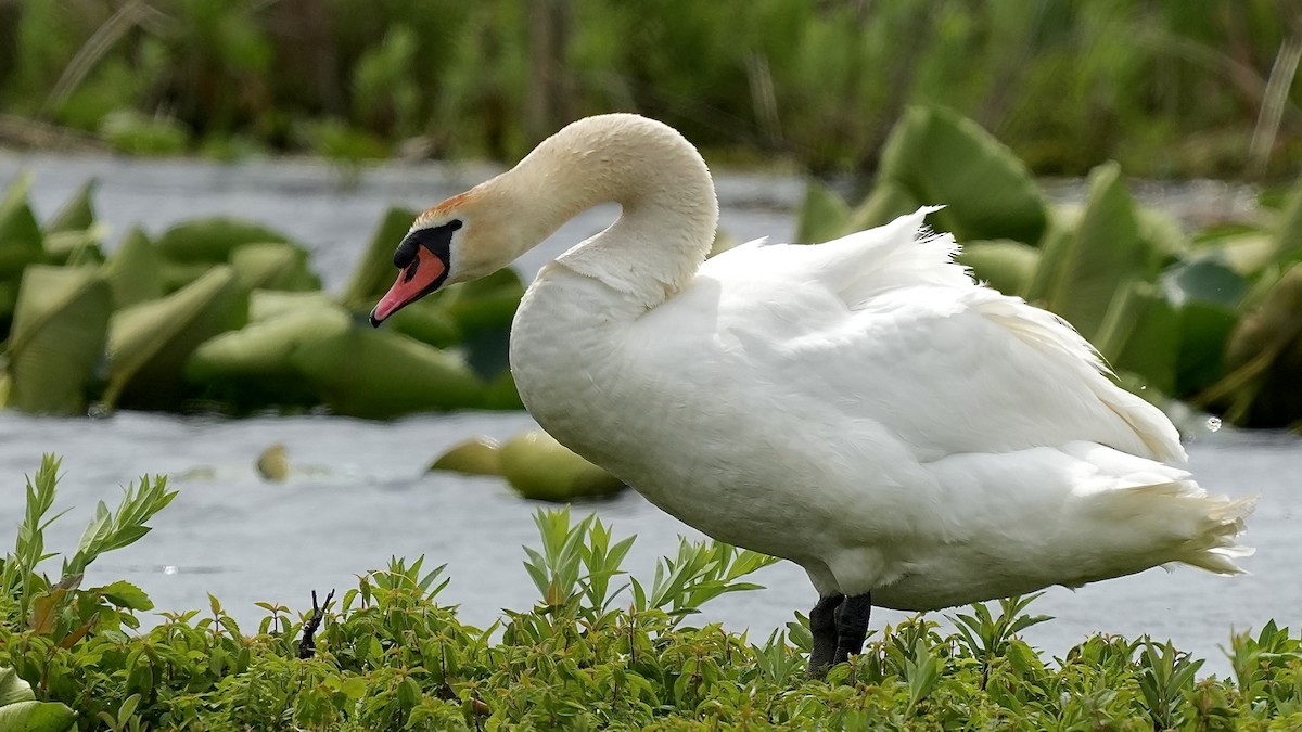 Mute Swan - Sunil Thirkannad