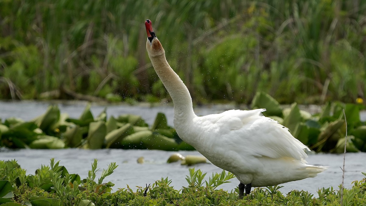 Mute Swan - Sunil Thirkannad