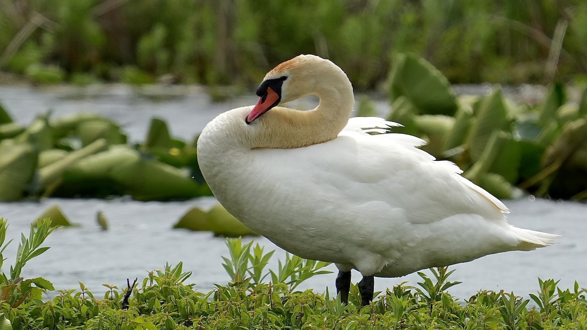 Mute Swan - Sunil Thirkannad