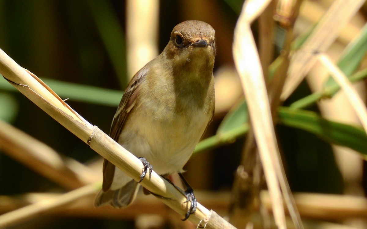 European Pied Flycatcher - Luís Lourenço