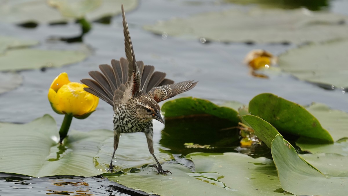 Red-winged Blackbird - Sunil Thirkannad