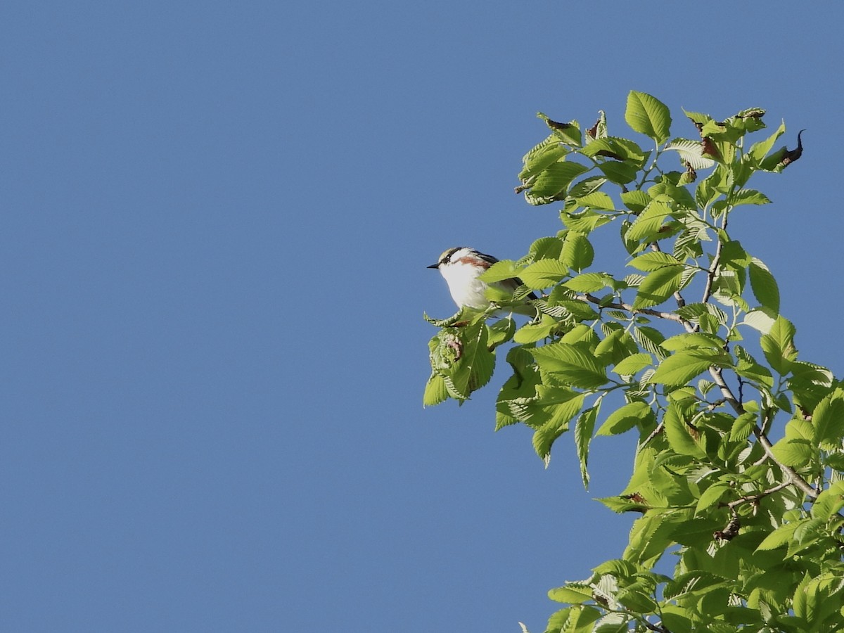 Chestnut-sided Warbler - Anonymous