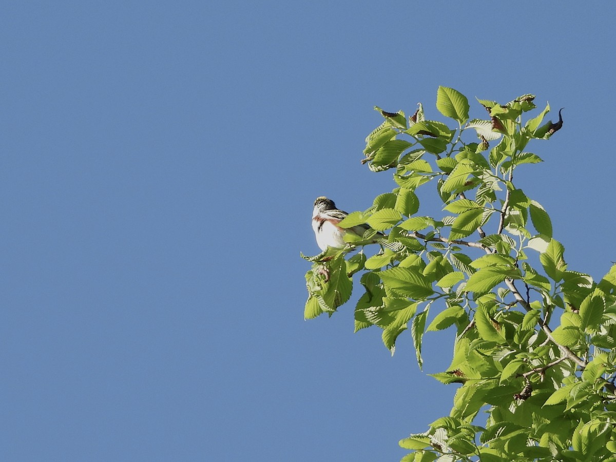 Chestnut-sided Warbler - Anonymous