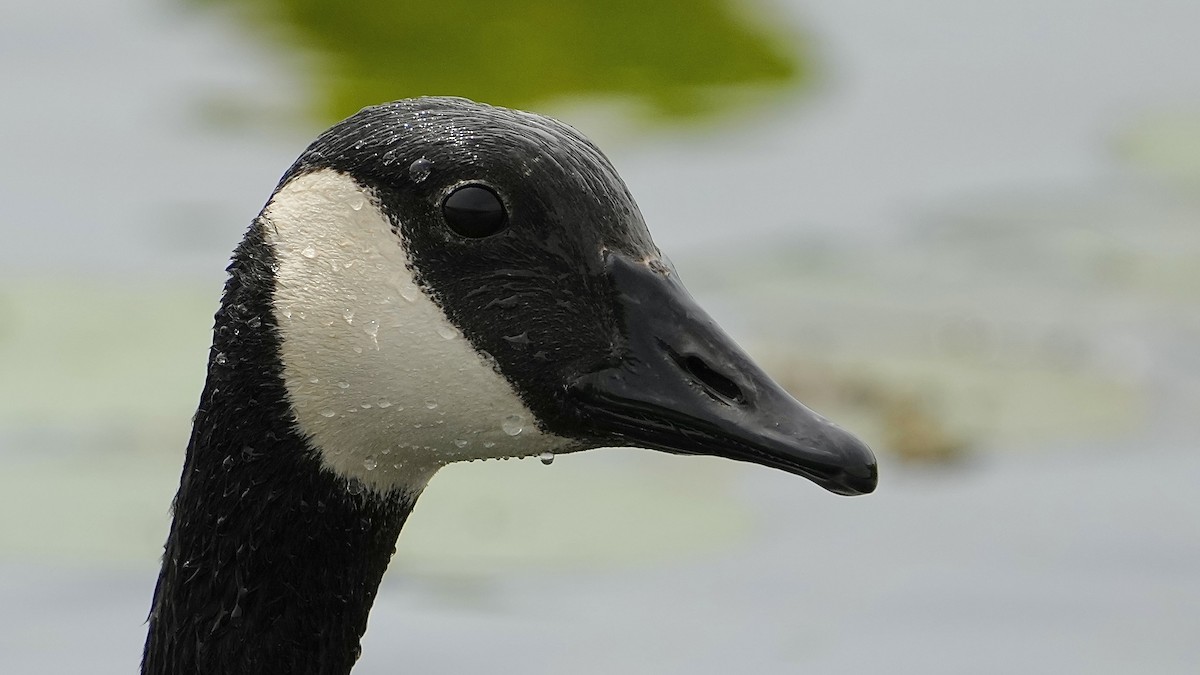 Canada Goose - Sunil Thirkannad