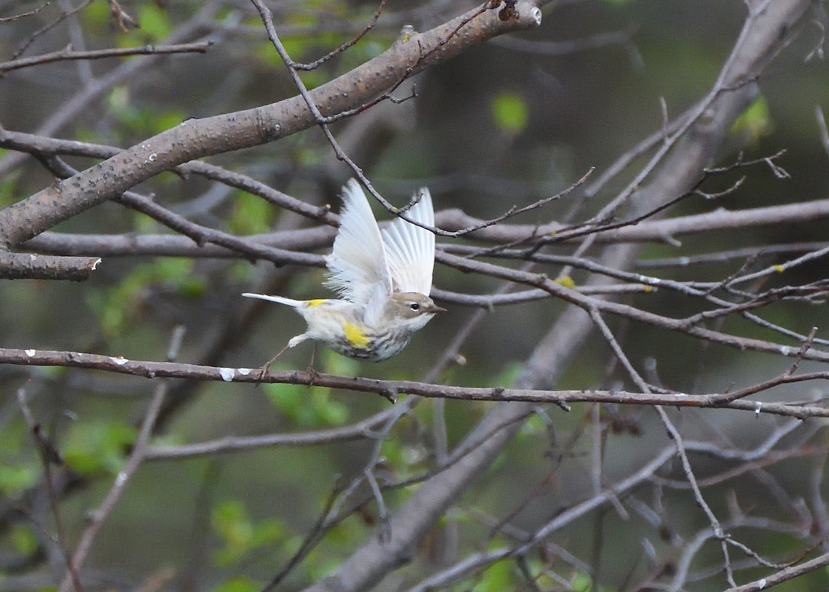 Yellow-rumped Warbler - Alexandre Terrigeol