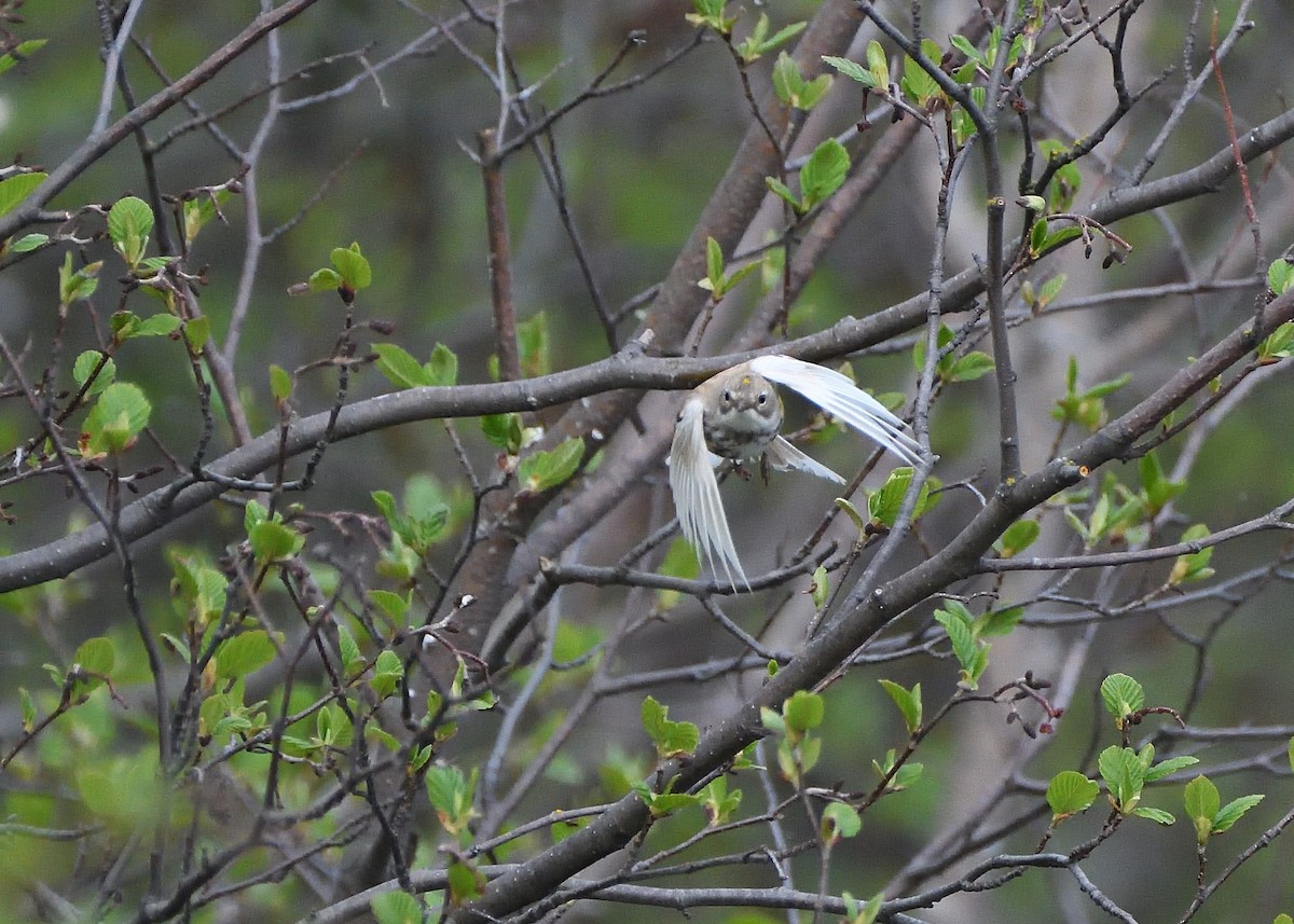 Yellow-rumped Warbler - Alexandre Terrigeol