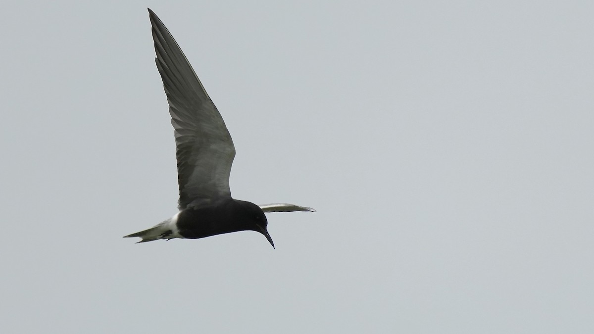 Black Tern - Sunil Thirkannad