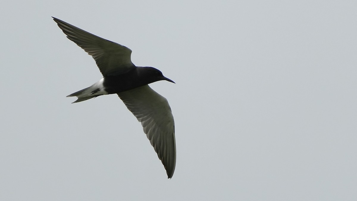 Black Tern - Sunil Thirkannad