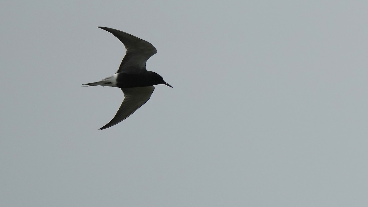 Black Tern - Sunil Thirkannad