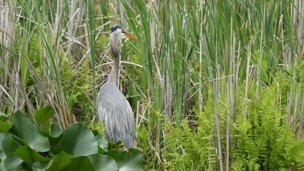 Great Blue Heron - ML619663610