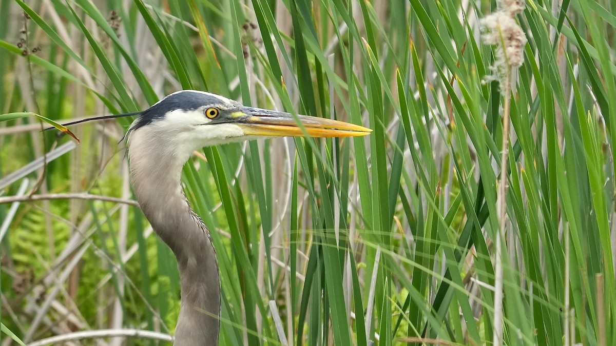 Great Blue Heron - Sunil Thirkannad