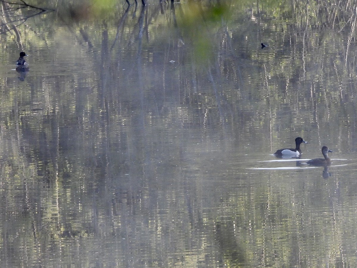 Ring-necked Duck - Anonymous