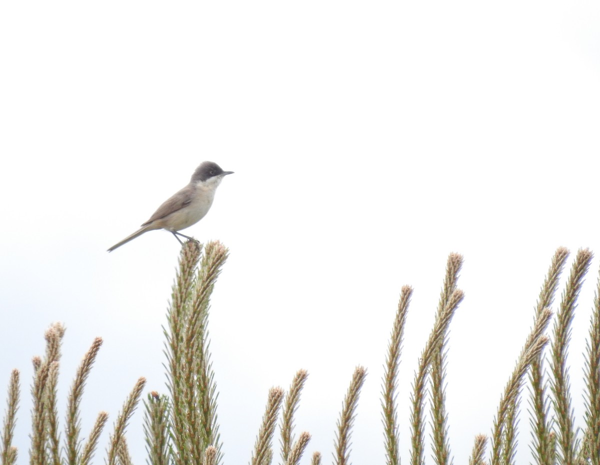 Western Orphean Warbler - Andrés Alfaro