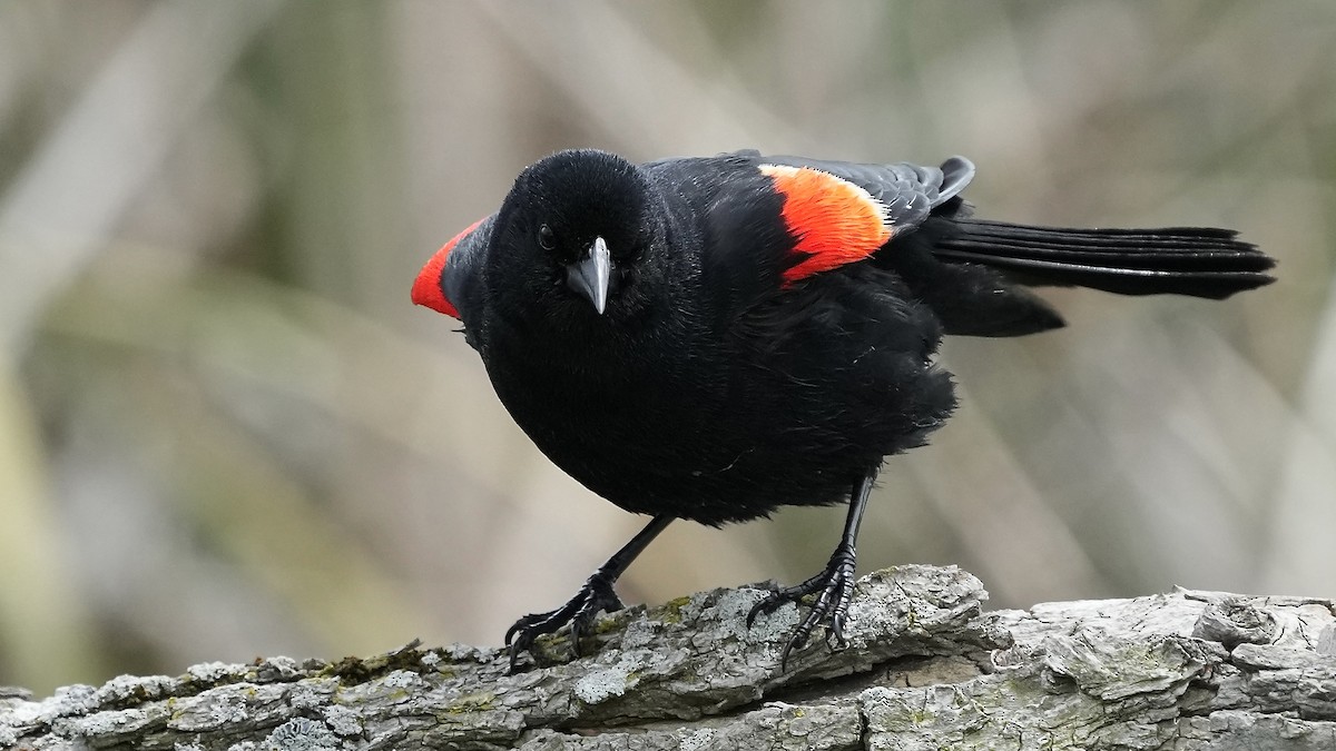 Red-winged Blackbird - Sunil Thirkannad