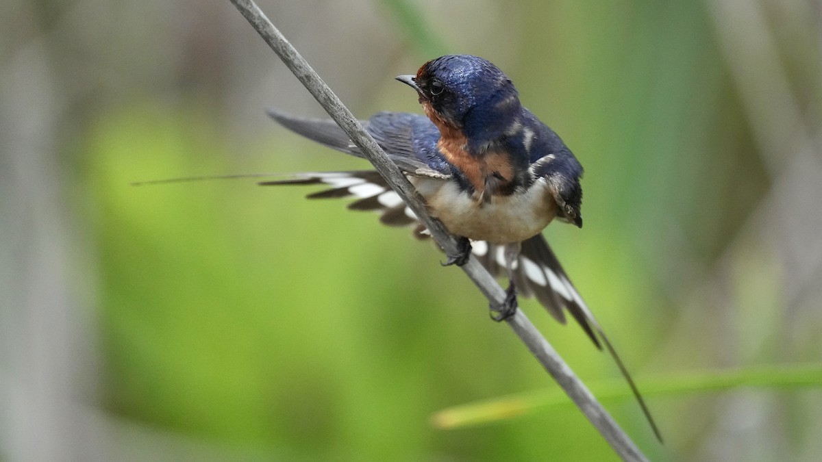 Barn Swallow - Sunil Thirkannad