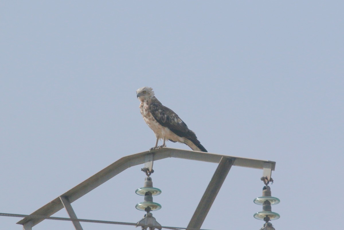 Short-toed Snake-Eagle - David Pérez