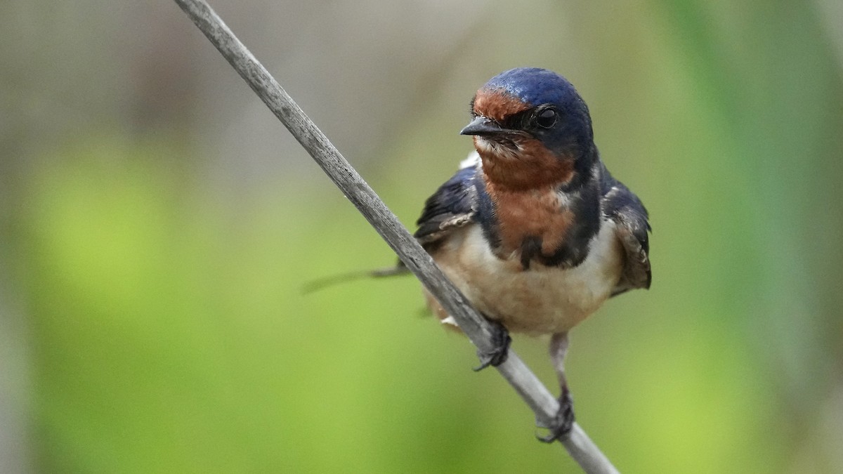 Barn Swallow - Sunil Thirkannad