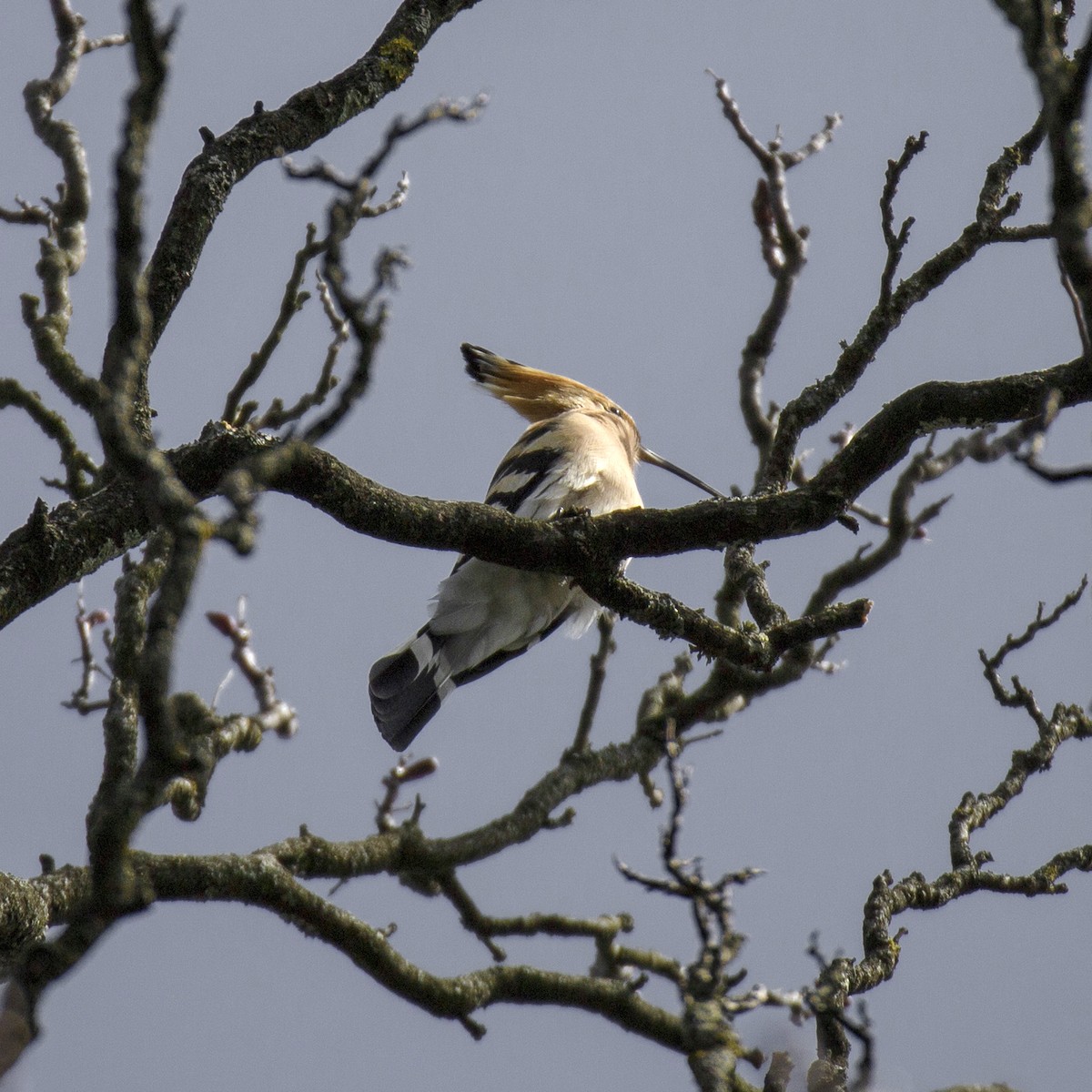 Eurasian Hoopoe - ML619663637