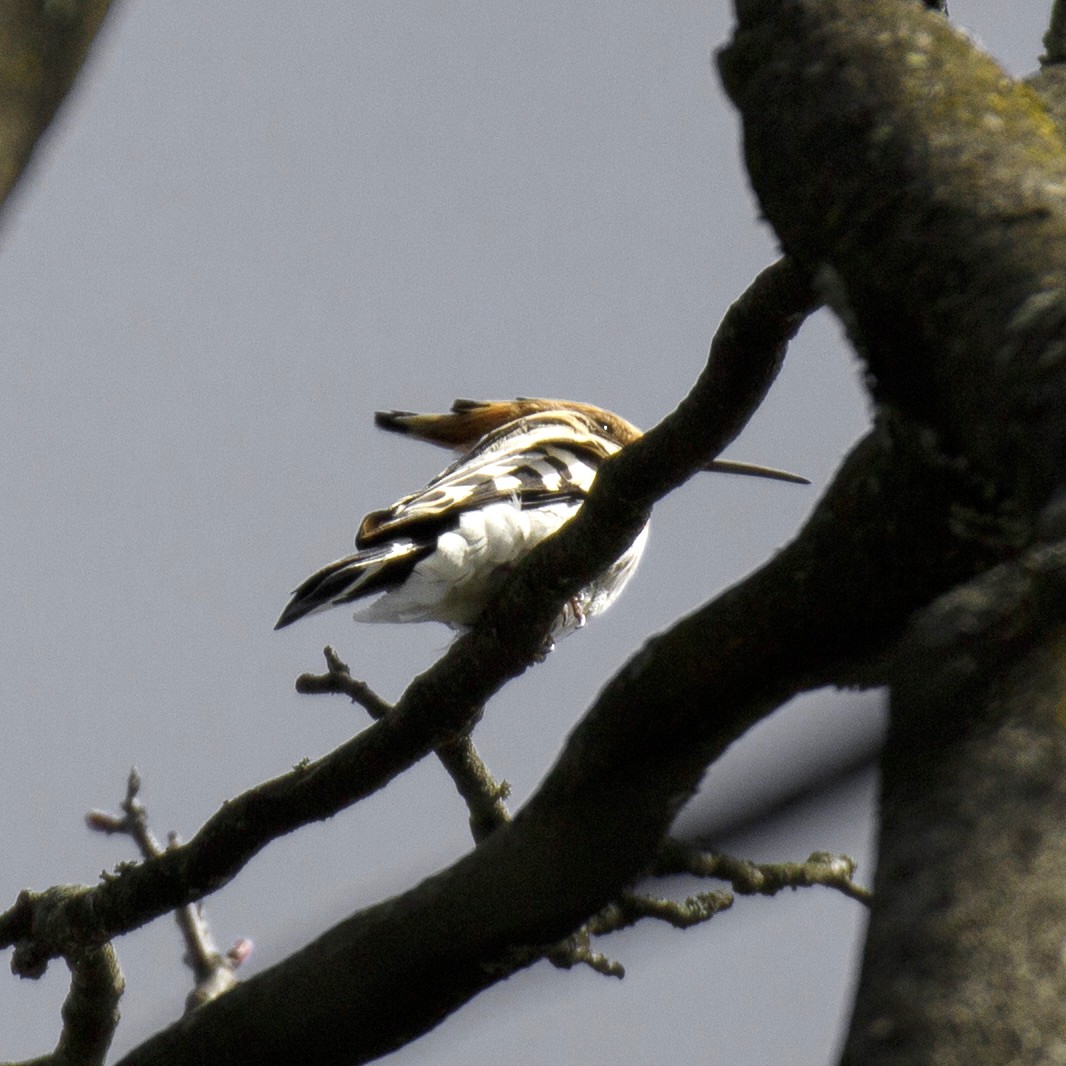 Eurasian Hoopoe - Pierre PRESTAT