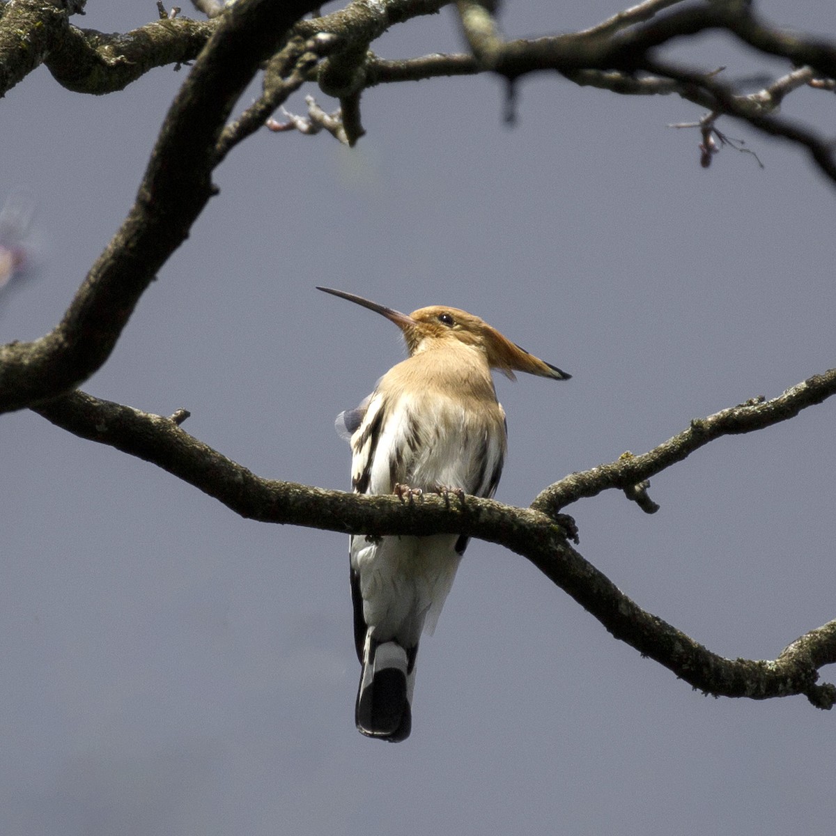 Eurasian Hoopoe - ML619663639