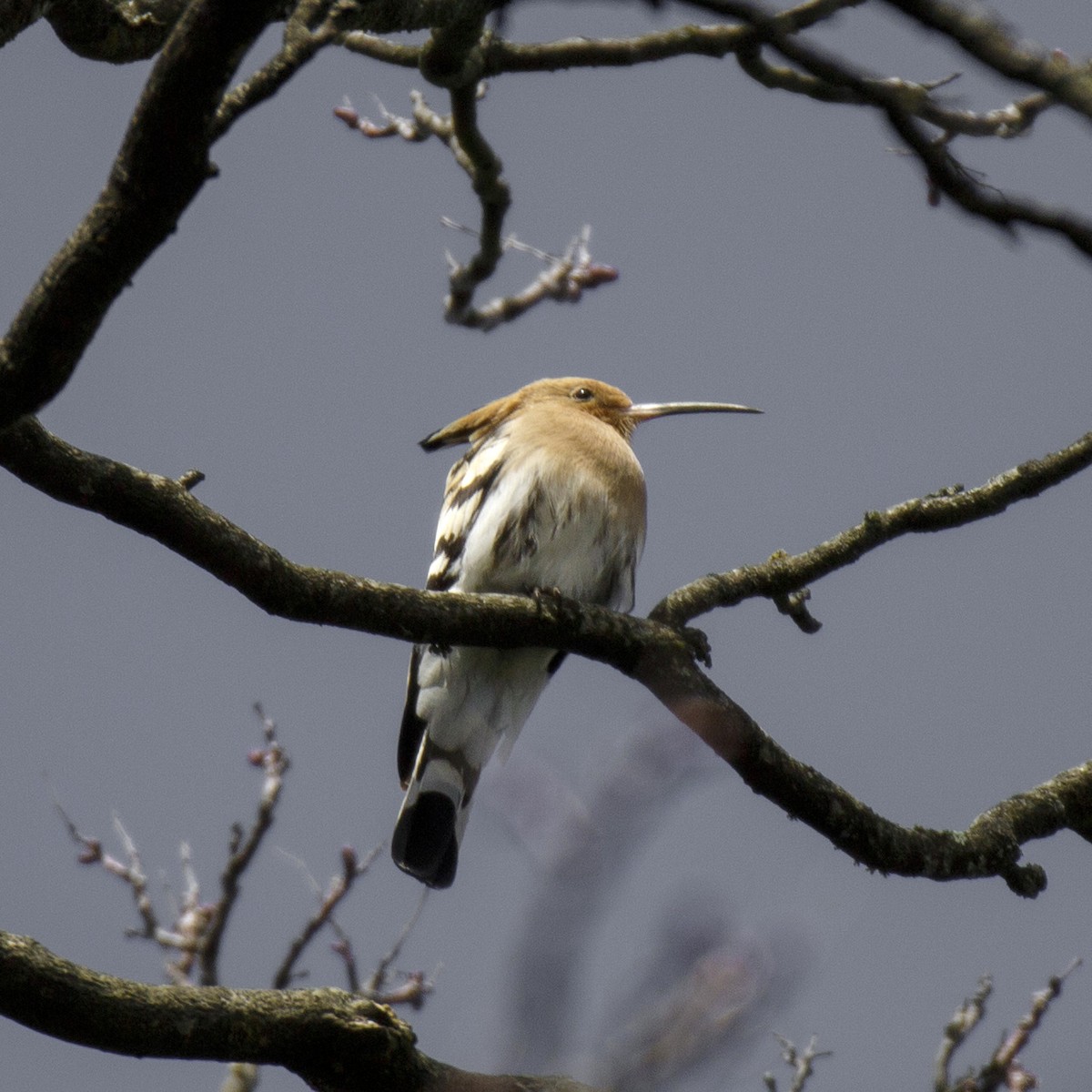 Eurasian Hoopoe - Pierre PRESTAT