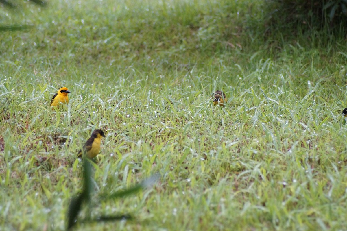 Baglafecht Weaver - Claudia Cridge