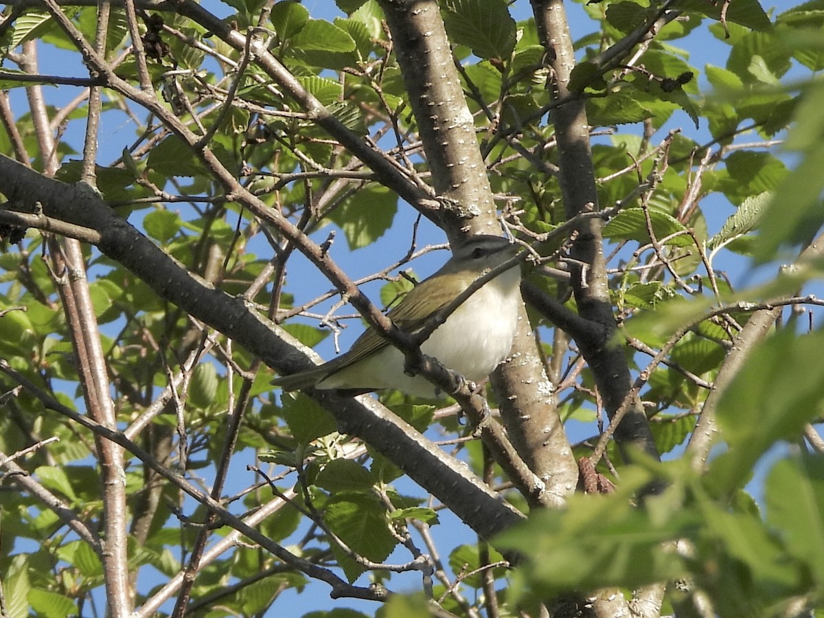 Red-eyed Vireo - Anonymous