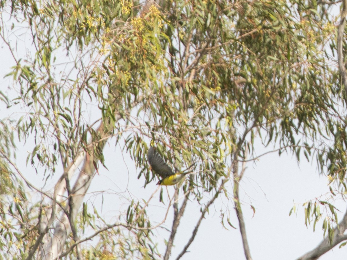 Australasian Figbird - Helen Leonard