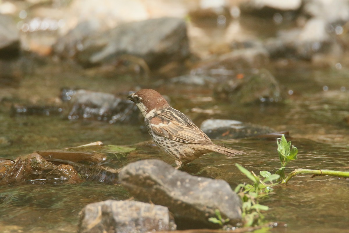 Spanish Sparrow - David Pérez